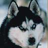 chien